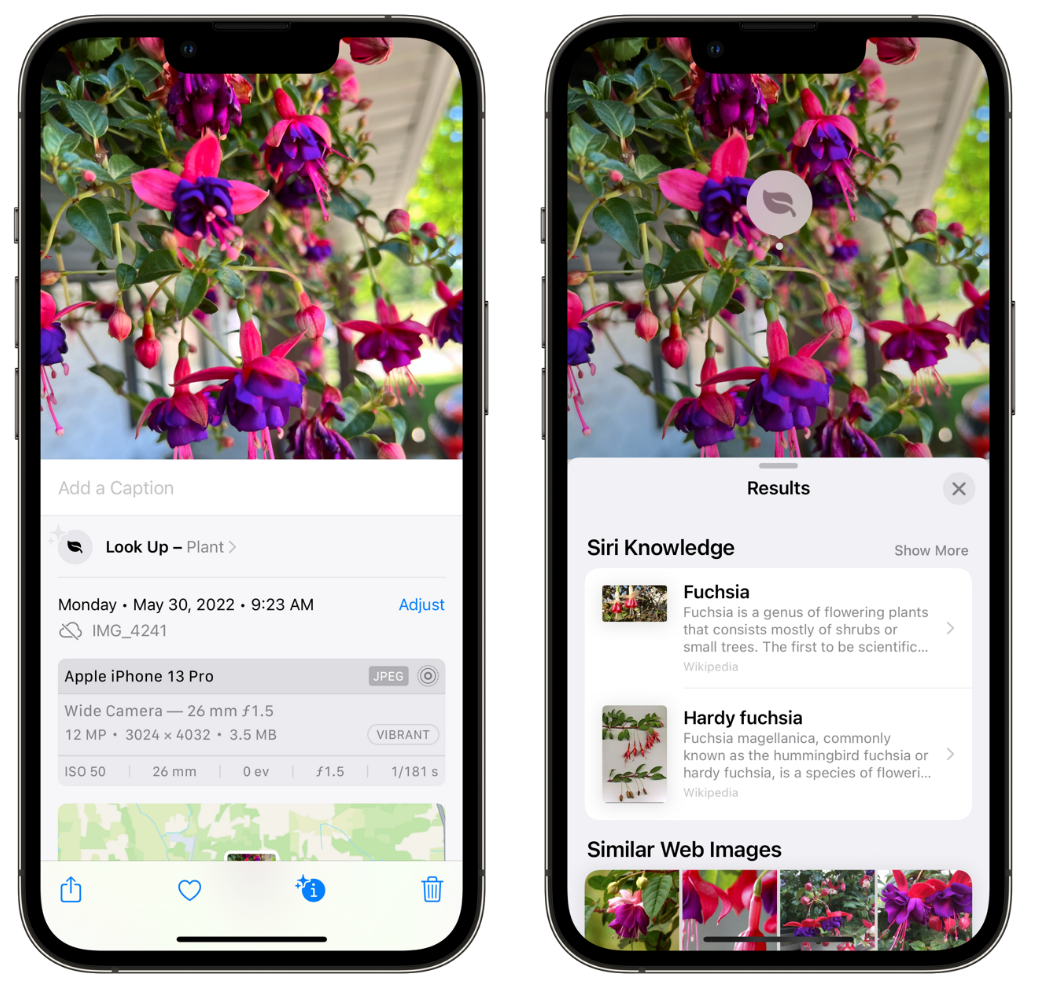 市北苹果手机维修分享小技巧：使用 iPhone 相机识别花卉植物 